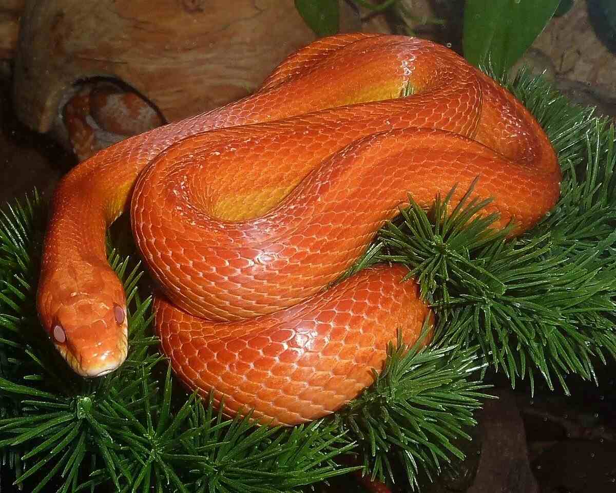 corn snake