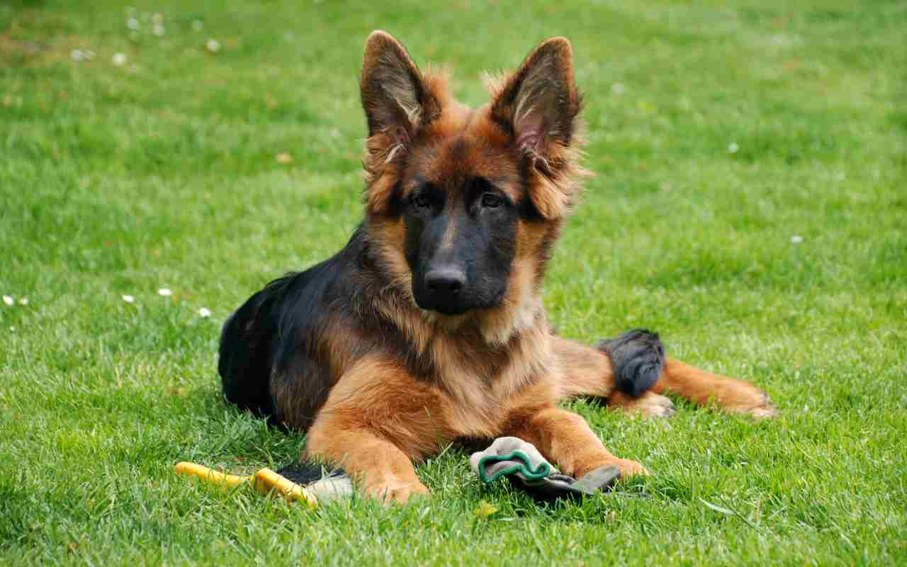 Top 10 Most Popular Dog Breeds in India in 2021