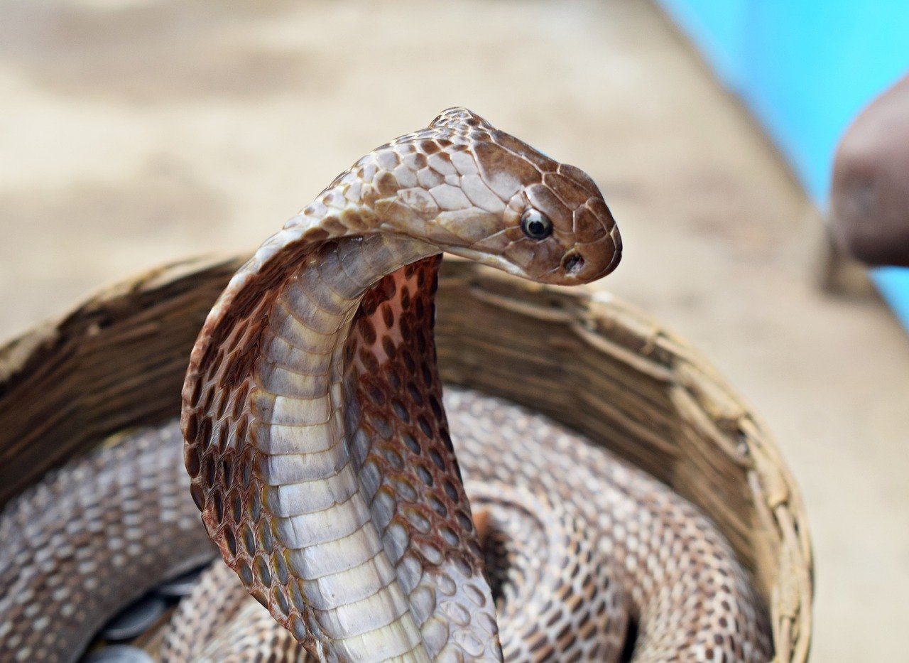 venomous snakes in India